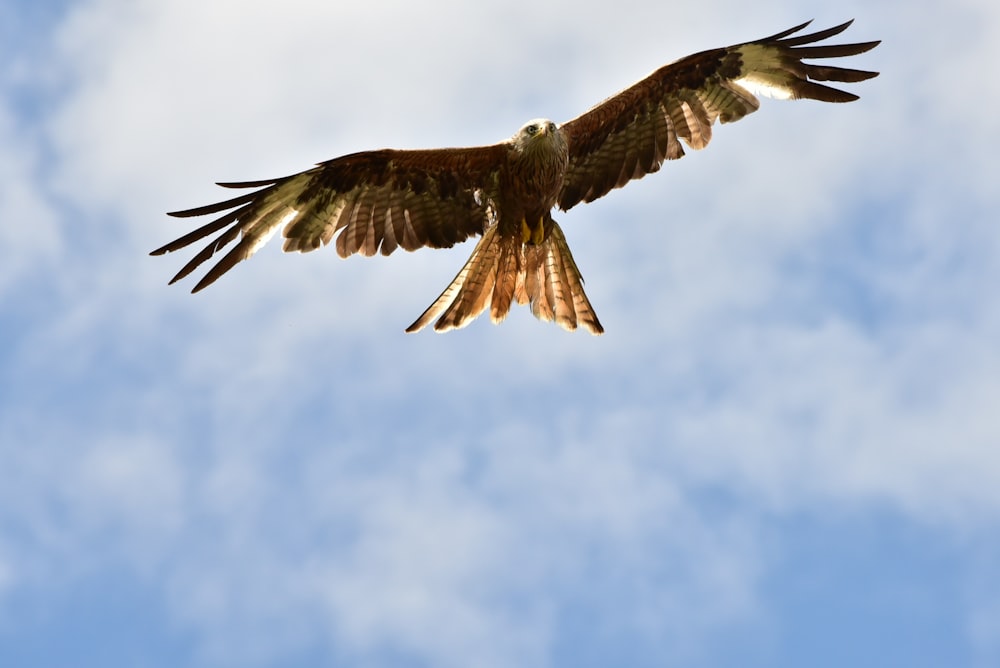 brown and white eagle flying under blue sky during daytime