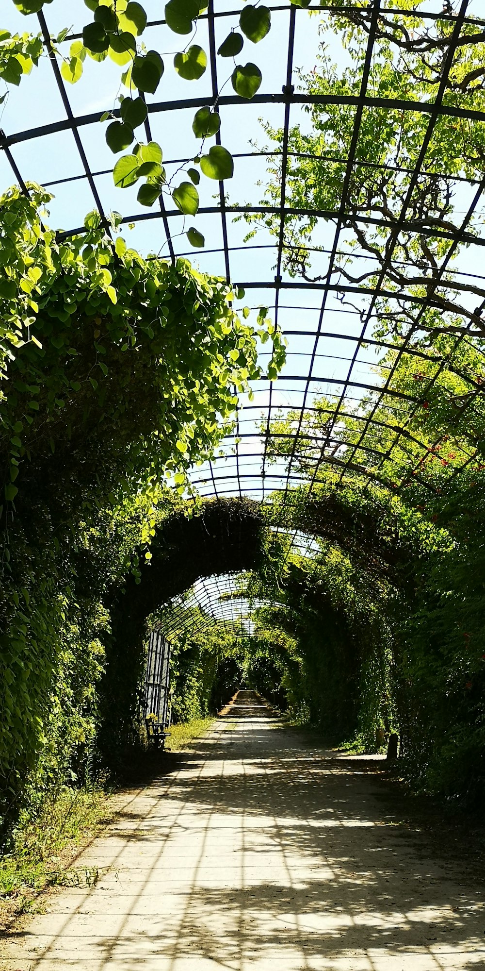 green leaf plant on tunnel