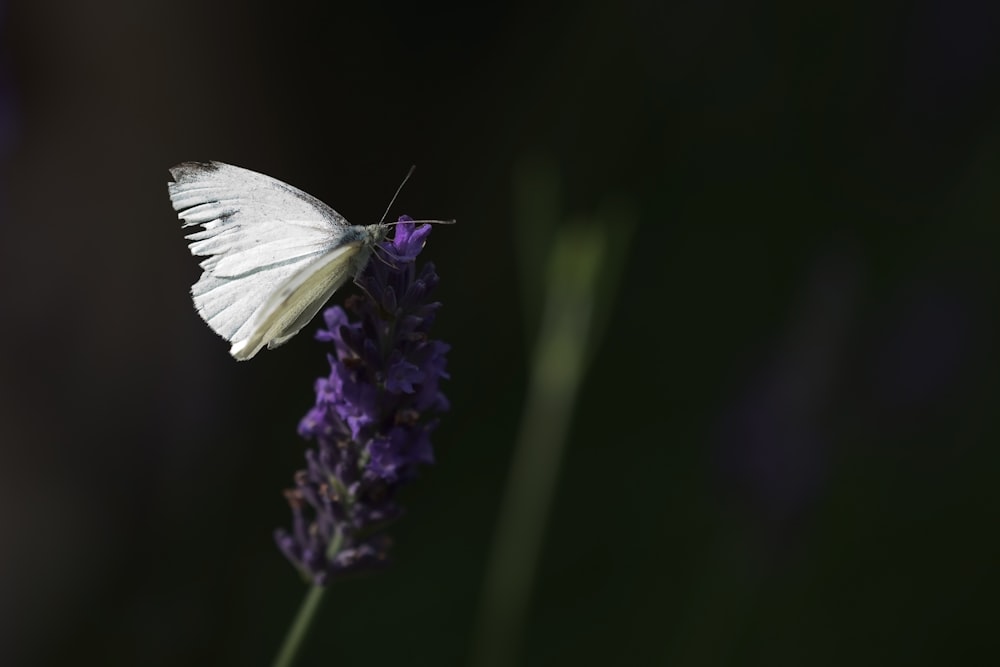 mariposa blanca posada en flor púrpura en fotografía de primer plano durante el día