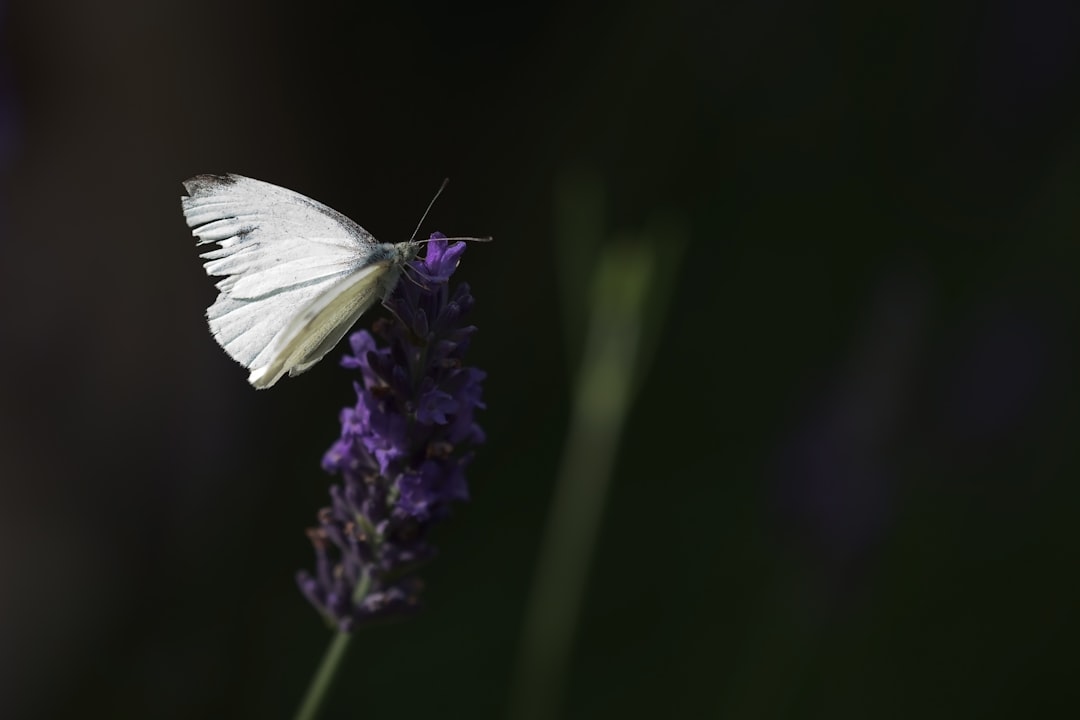 white butterfly perched on purple flower in close up photography during daytime