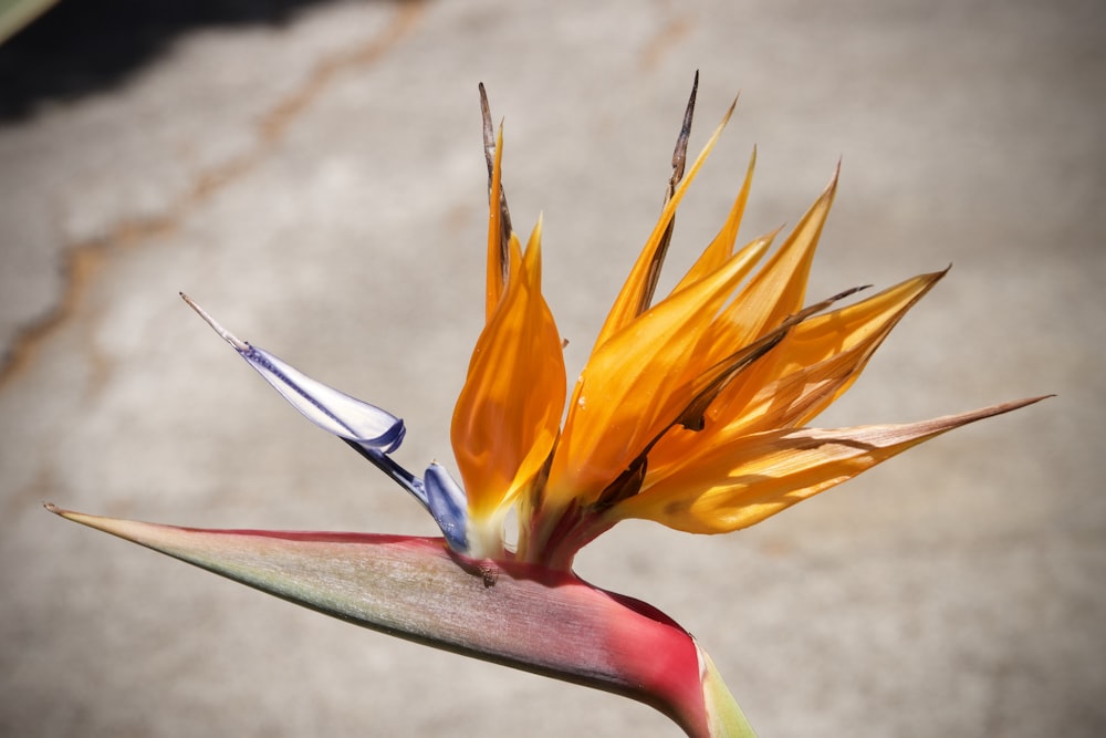 yellow and red birds of paradise in bloom during daytime