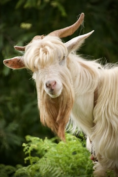 A goat with long, flowing hair and curved horns stands against a lush green background. Its coat is primarily white with hints of brown, and the long hair covers part of its eyes, creating a playful appearance.