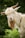 A goat with long, flowing hair and curved horns stands against a lush green background. Its coat is primarily white with hints of brown, and the long hair covers part of its eyes, creating a playful appearance.