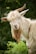 A goat with long, flowing hair and curved horns stands against a lush green background. Its coat is primarily white with hints of brown, and the long hair covers part of its eyes, creating a playful appearance.