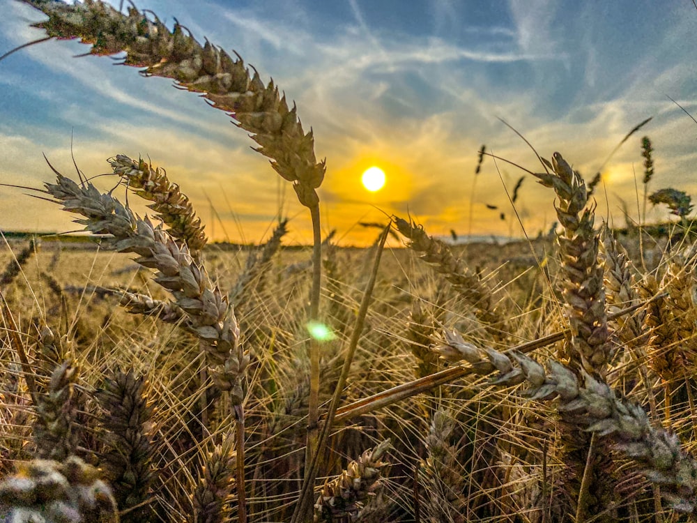 brown wheat field during sunset