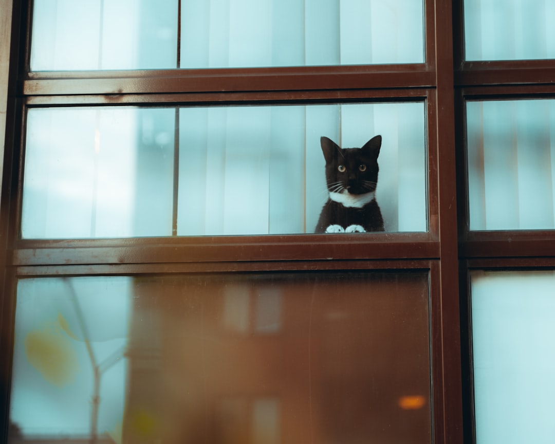 tuxedo cat on brown wooden window