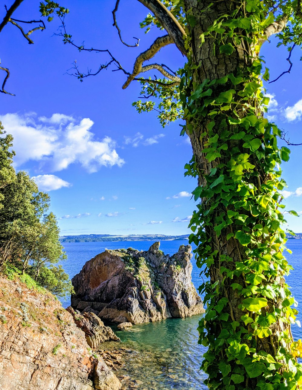 green tree near body of water during daytime