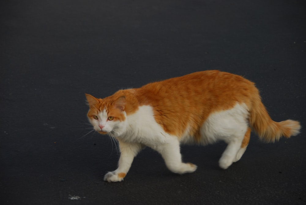 gato atigrado naranja y blanco