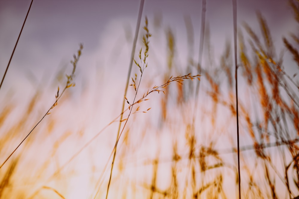 brown wheat field during daytime