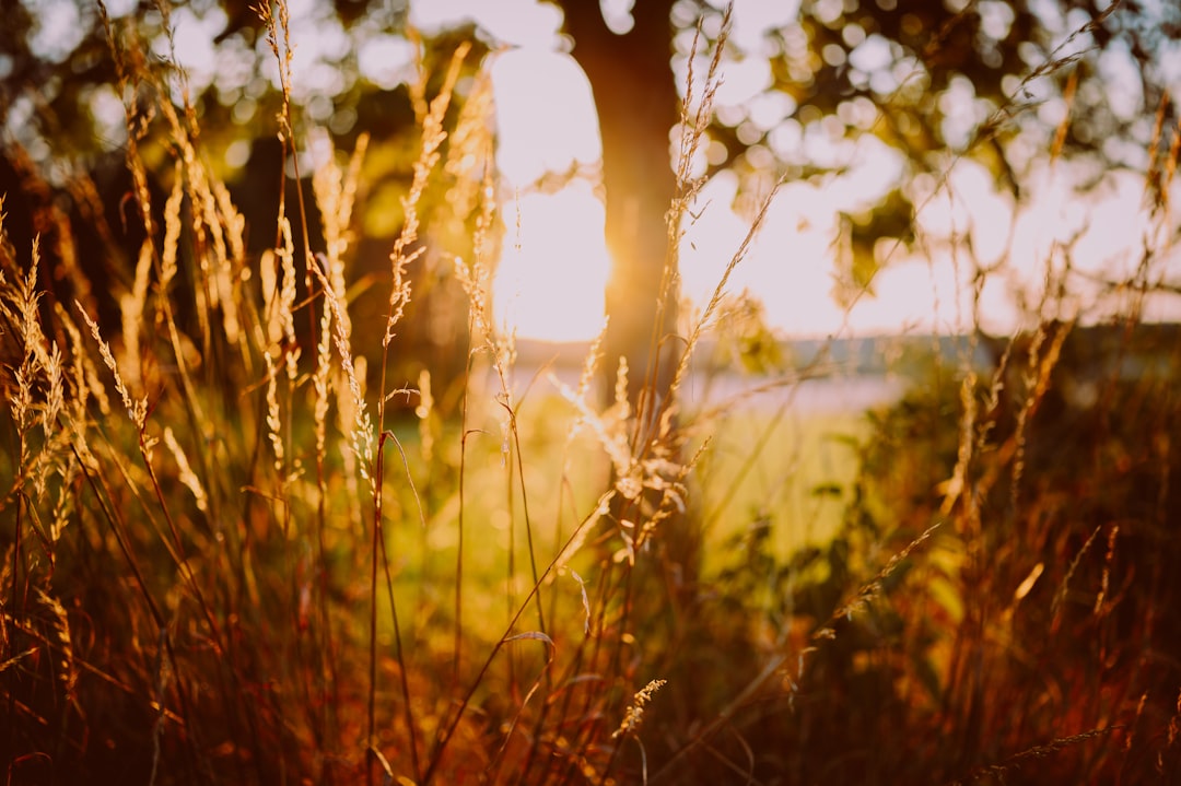 brown grass during day time