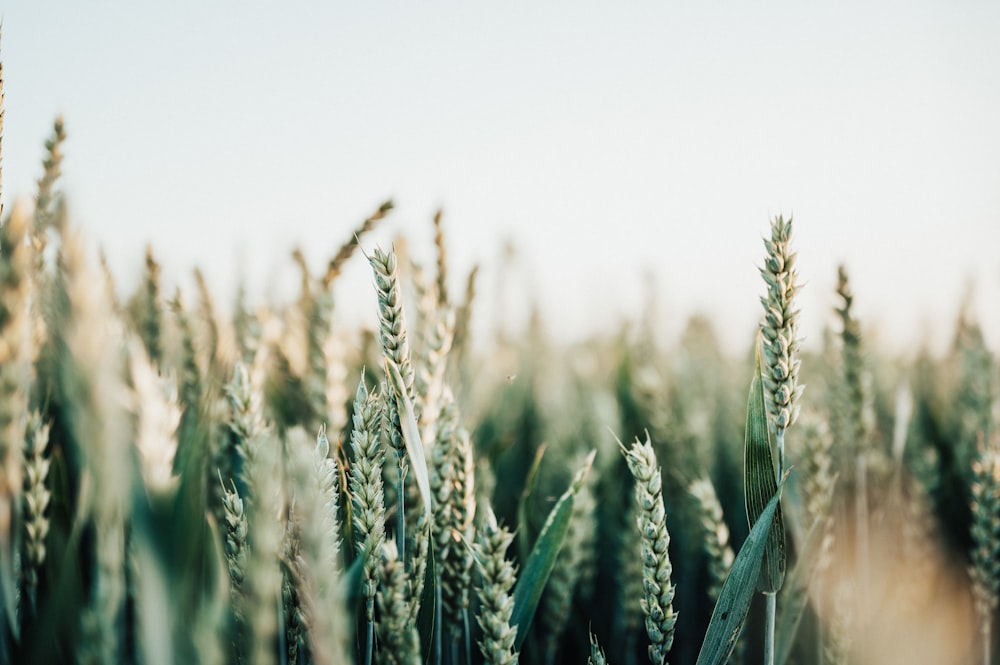 green wheat field during daytime