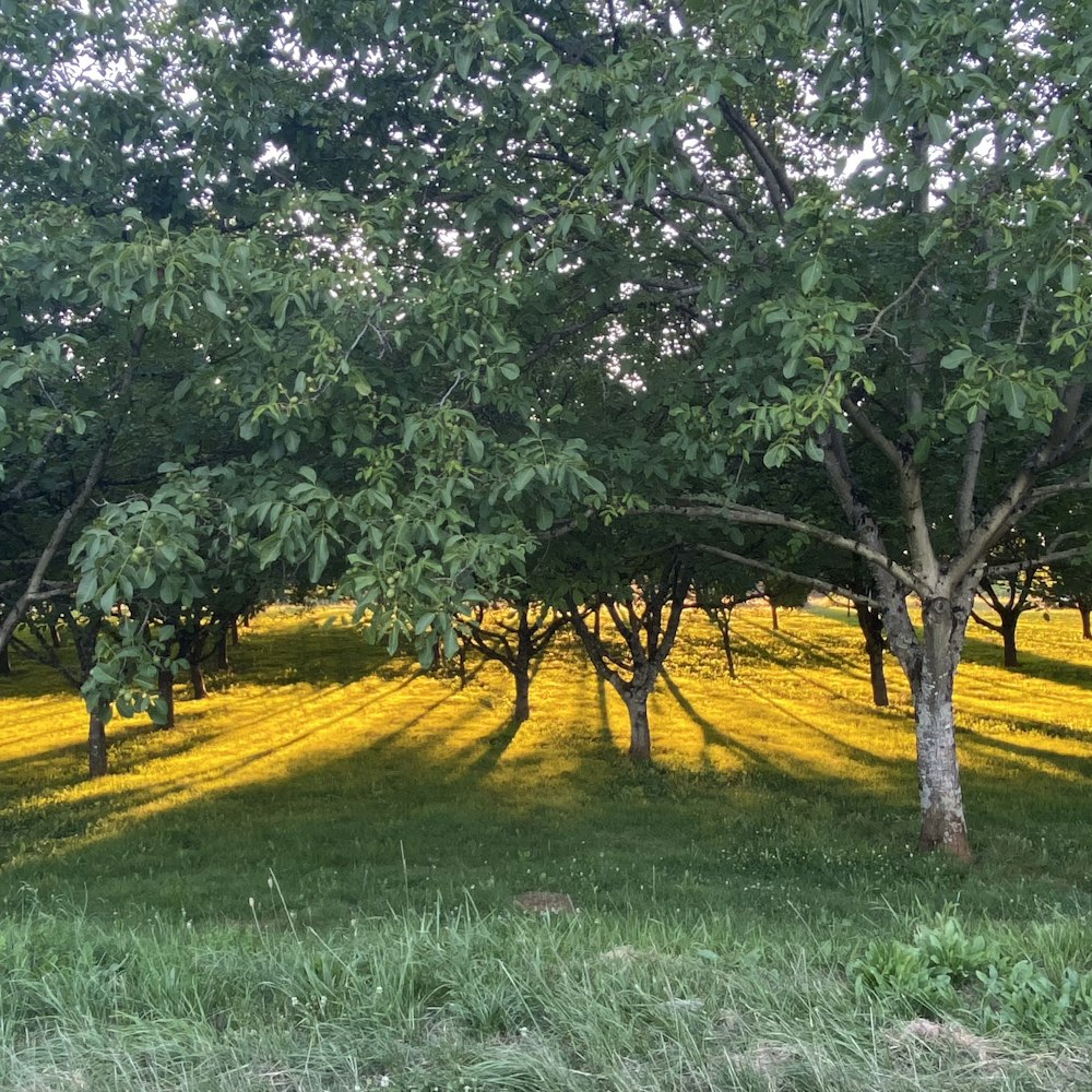 green tree on yellow flower field during daytime