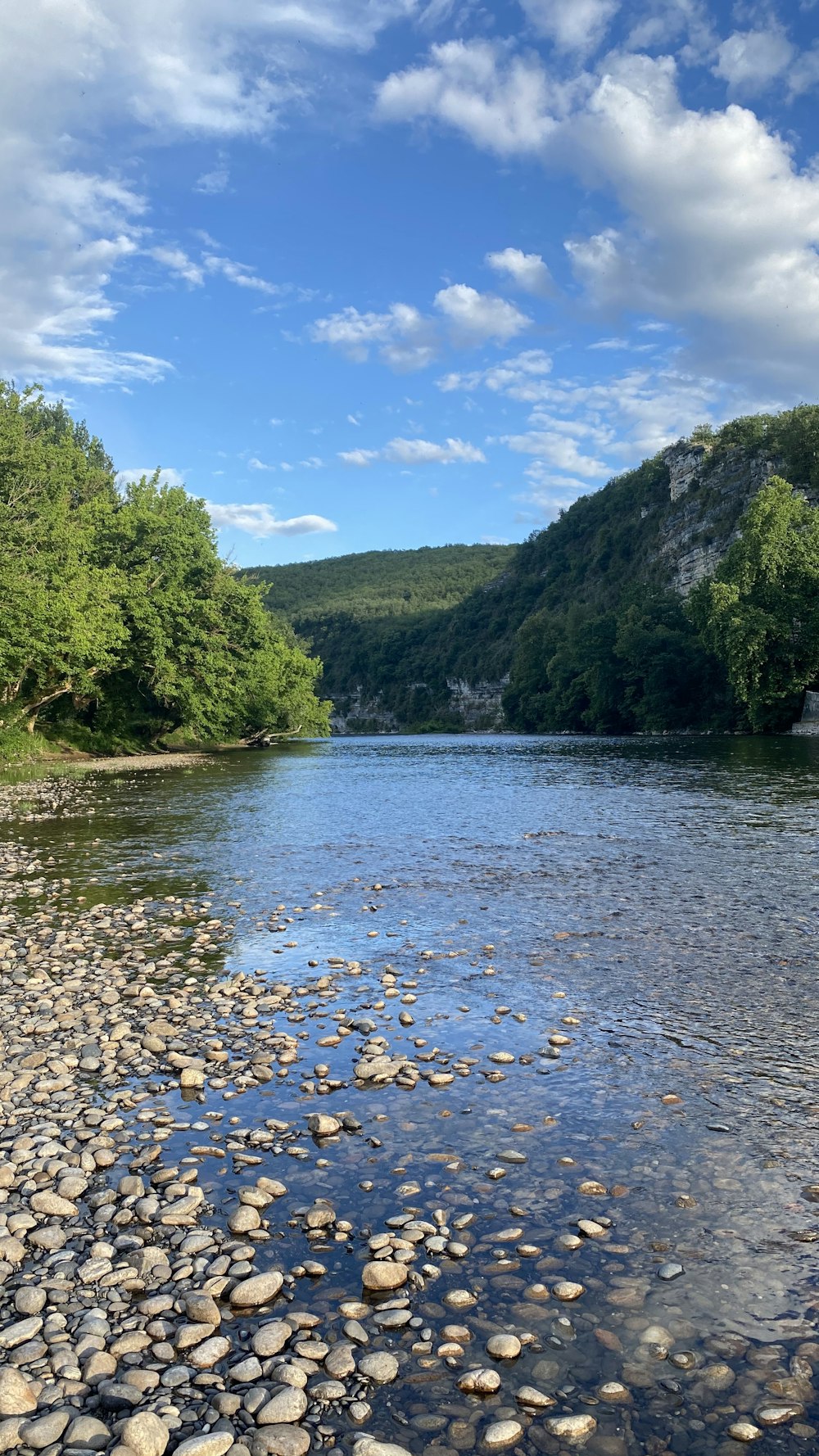 green trees beside river under blue sky during daytime