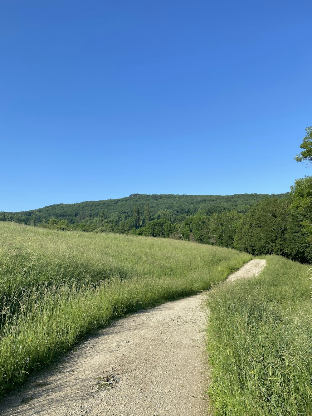 campo di erba verde sotto il cielo blu durante il giorno