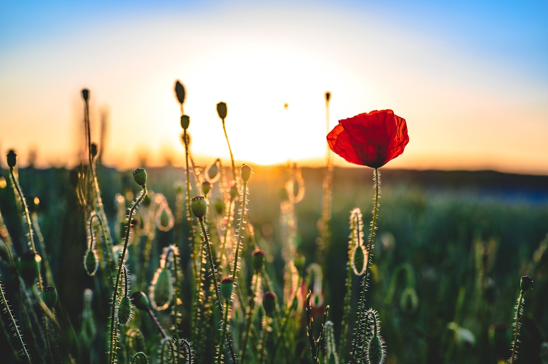 red flower on green grass during sunset