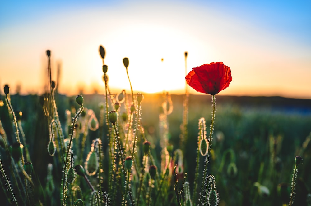 red flower on green grass during sunset