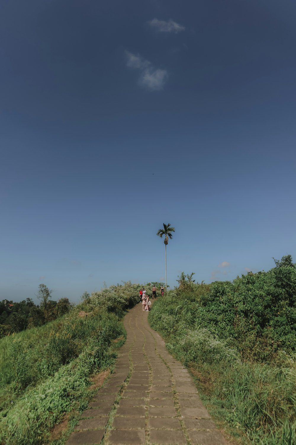 green trees and plants under blue sky during daytime