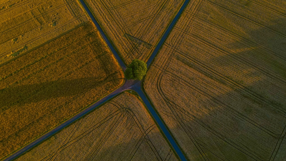 herbe verte sur une surface en bois brun