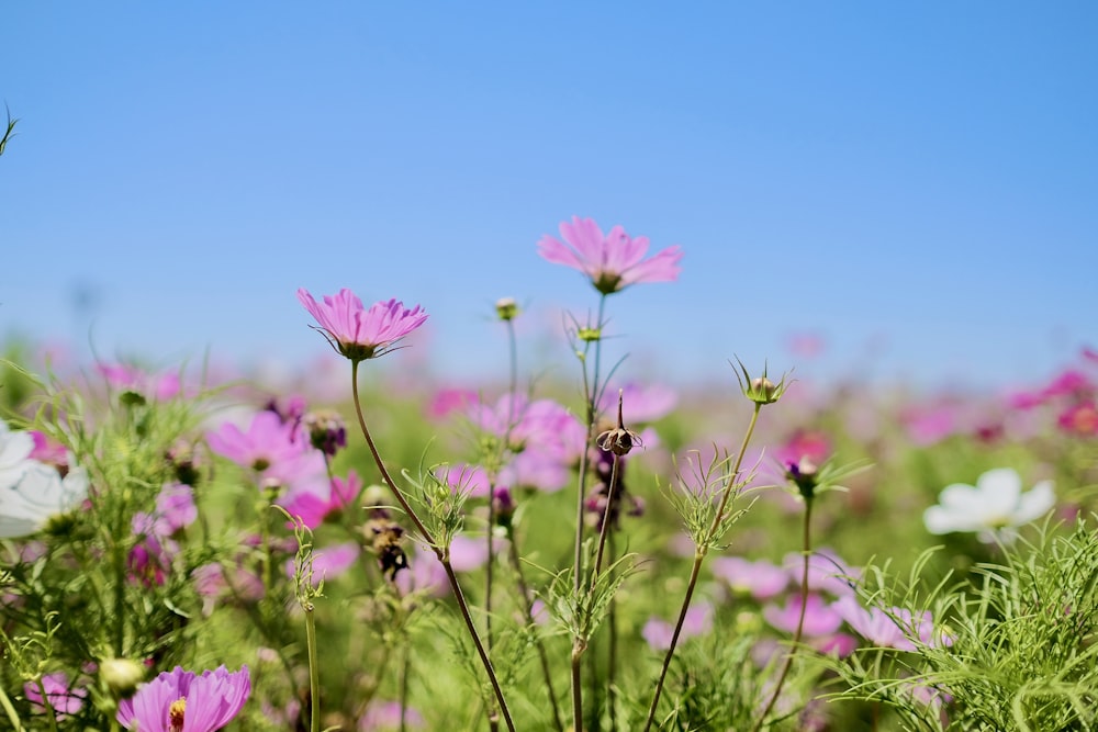 pink flower under blue sky during daytime