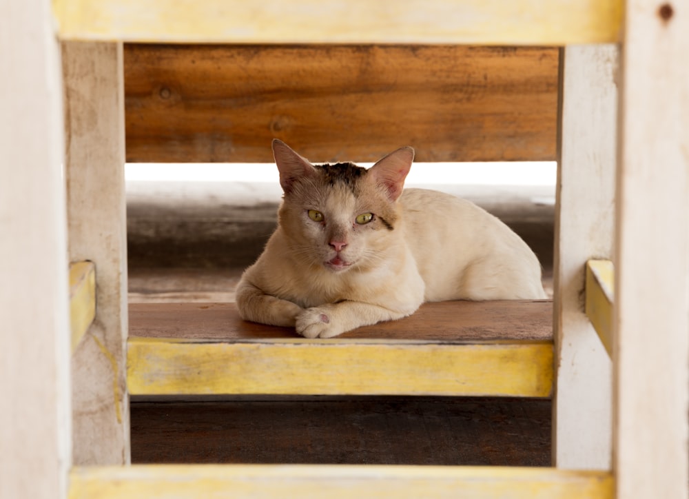 white cat on brown wooden table