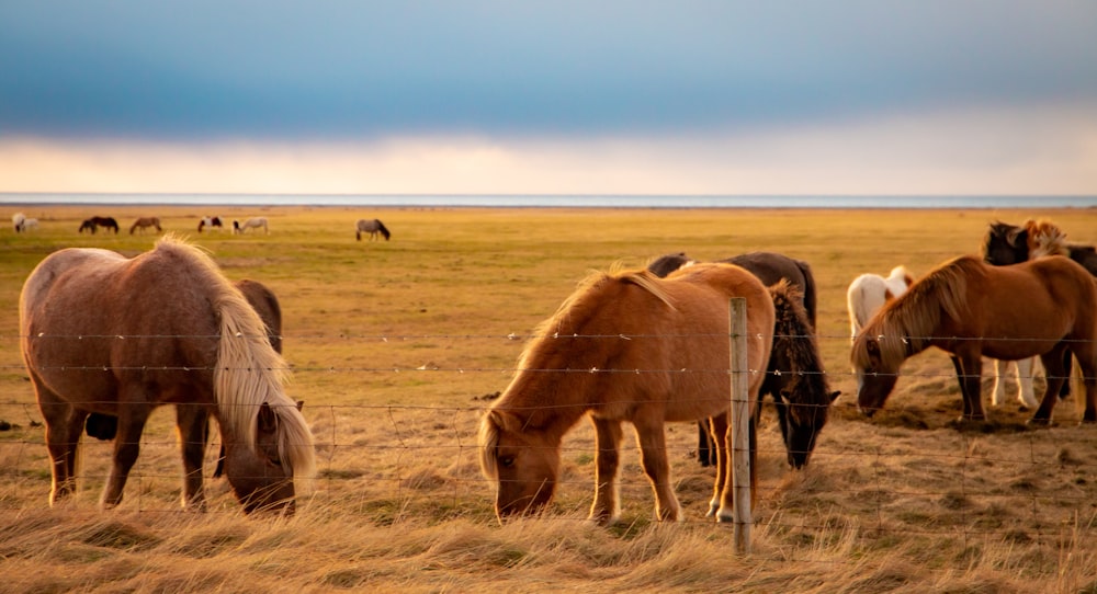 brown horse and brown horse on brown grass field during daytime