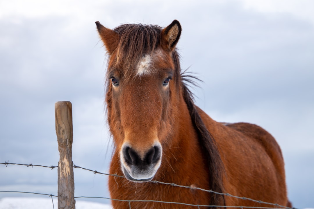 brown horse standing on brown wooden fence during daytime