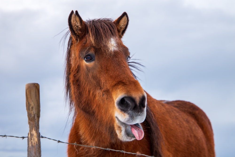 brown horse in close up photography