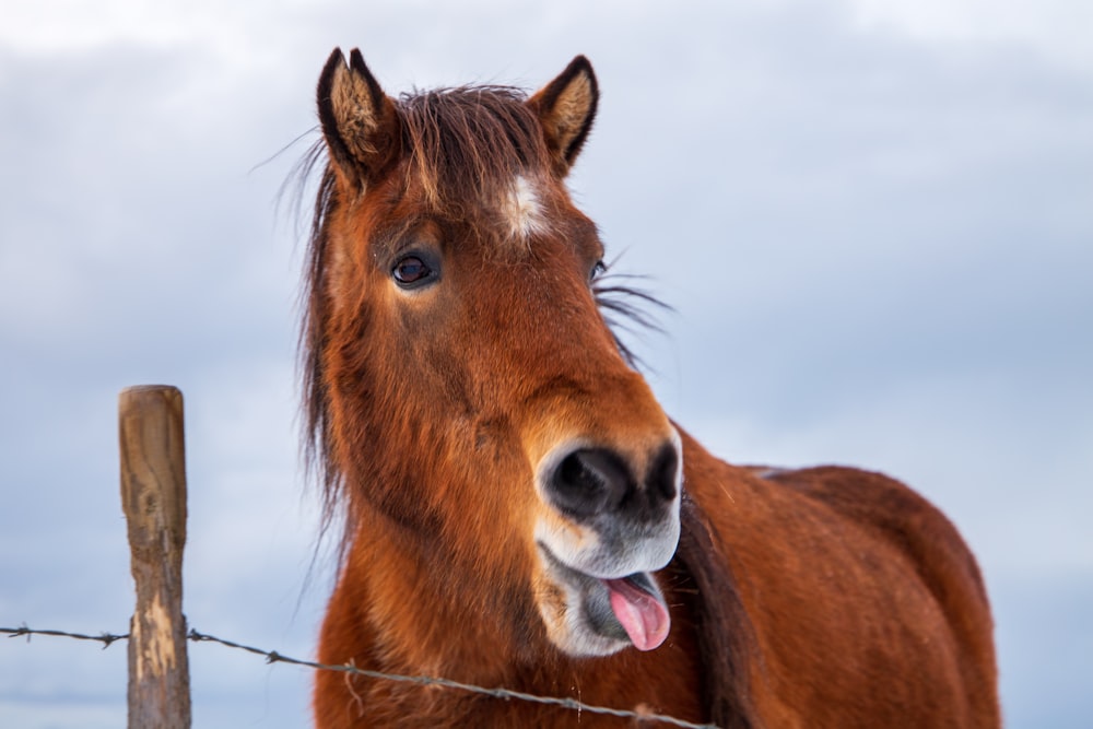 クローズアップ写真の茶色の馬