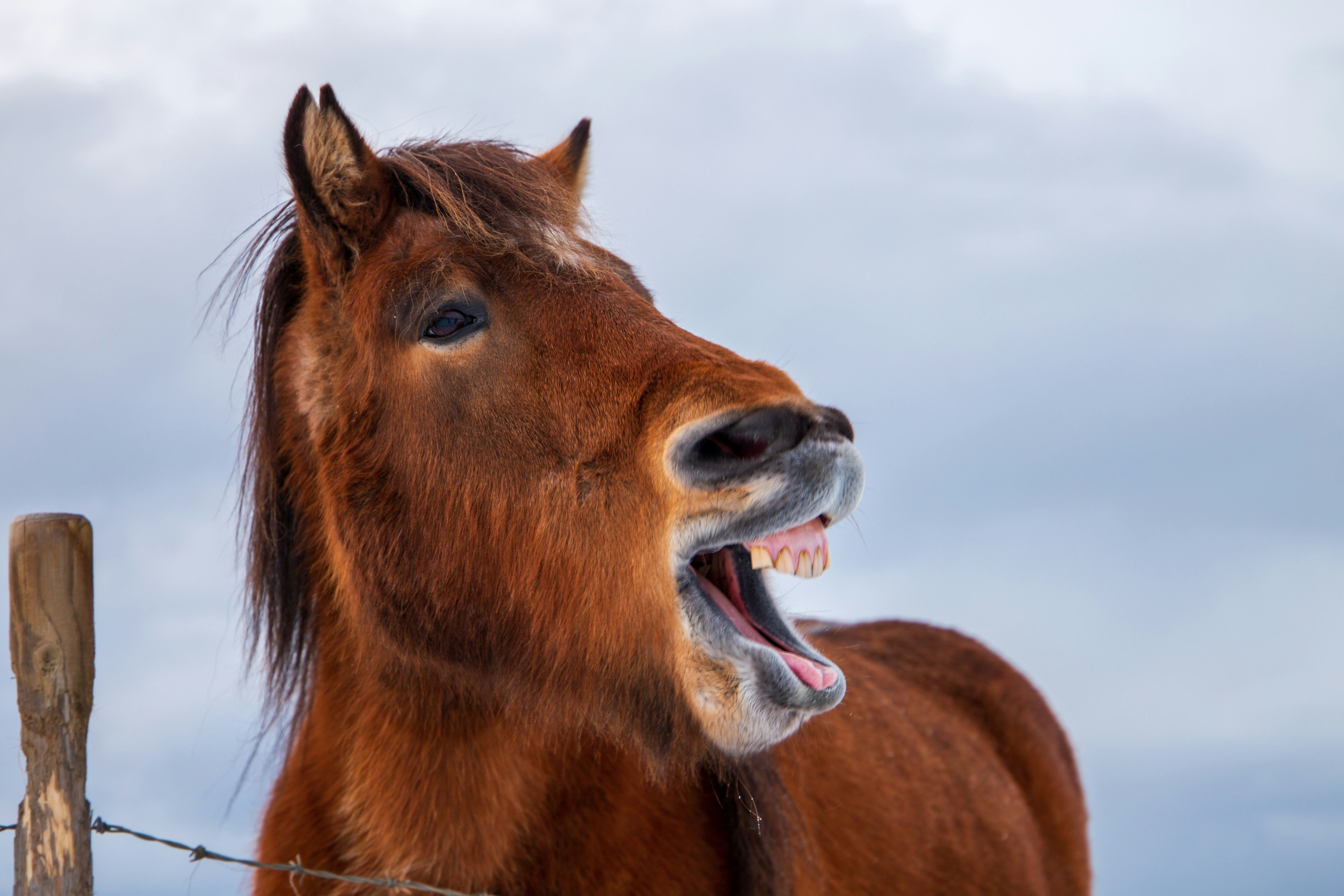 The Meaning of Horses’ Neigh and Other Sounds Just for my Horse