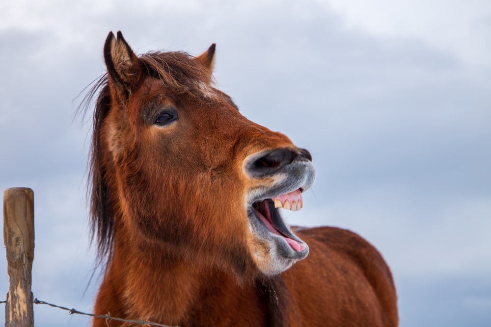 caballo marrón con la boca abierta