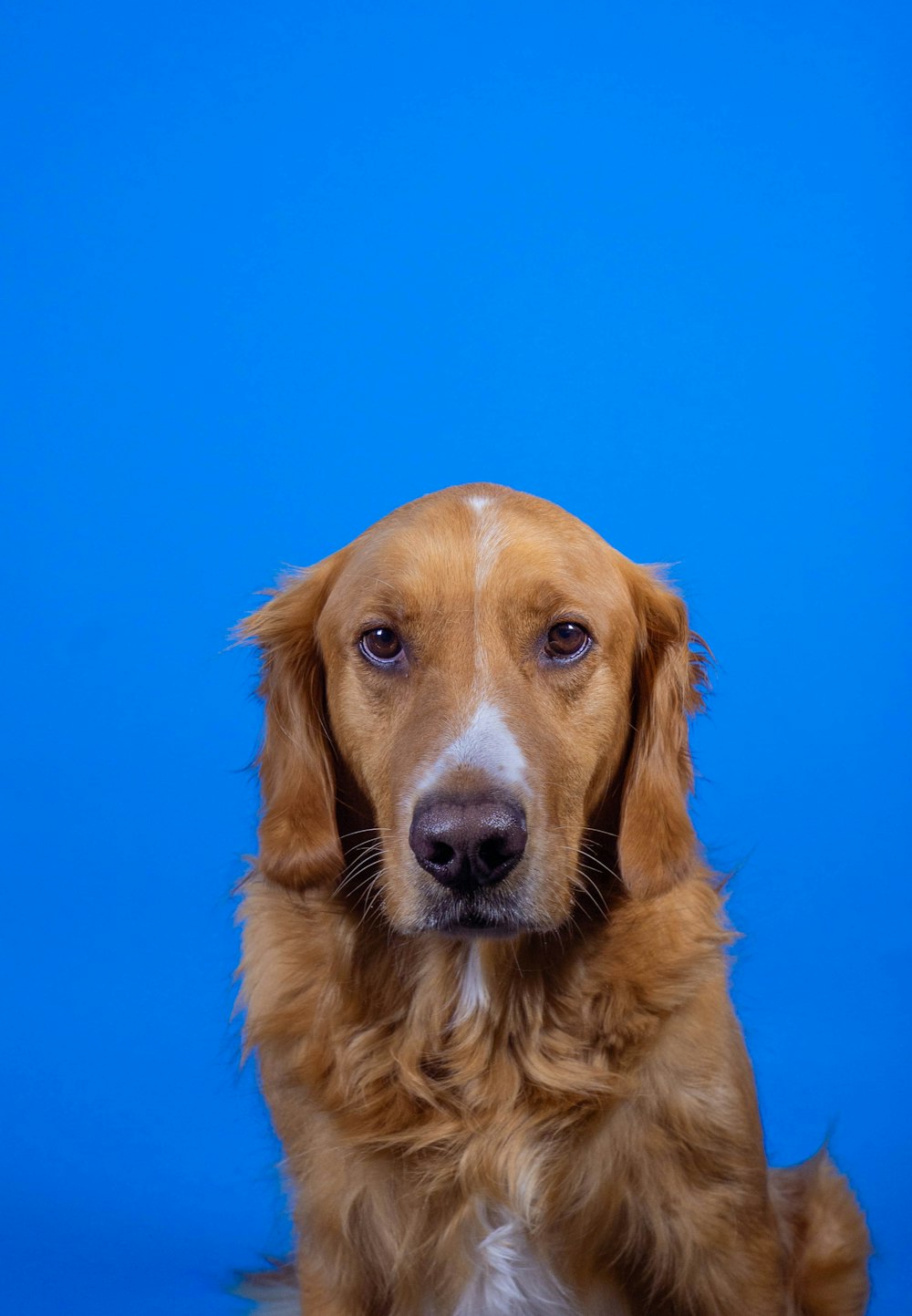 golden retriever with blue background