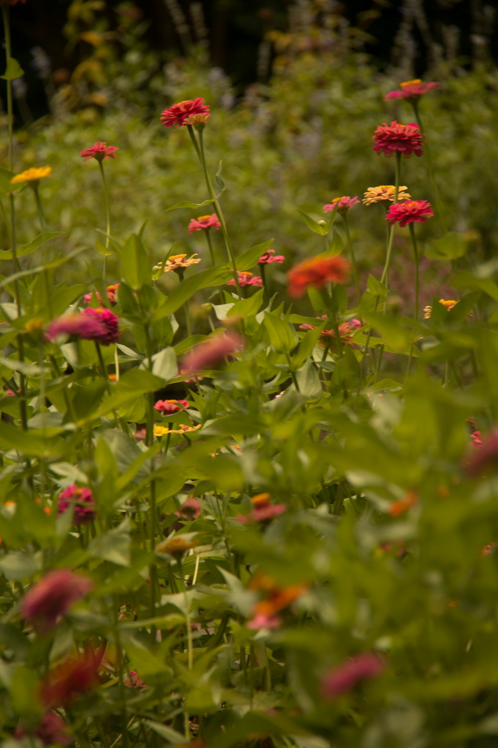 red flowers with green leaves