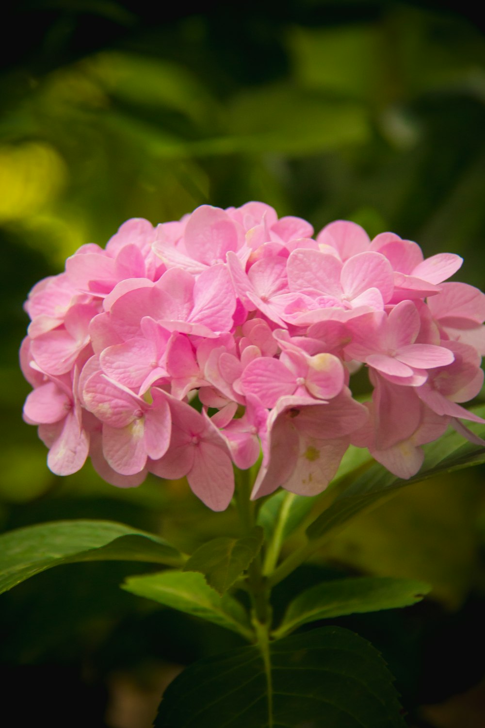 Rosa und weiße Blume in der Makroobjektivfotografie