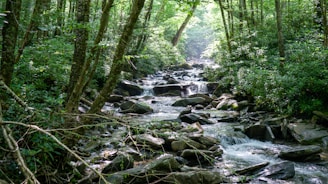 A serene outdoor scene with sunlight filtering through lush green trees beside a flowing stream.