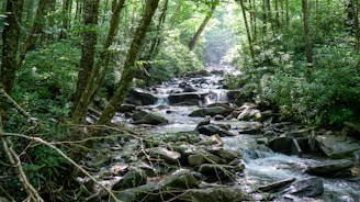 A serene forest scene with sunlight filtering through tall trees, highlighting a clear stream.