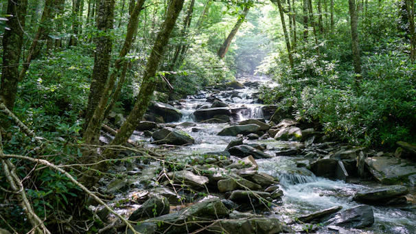 A serene forest scene with sunlight streaming through trees onto a quiet stream.