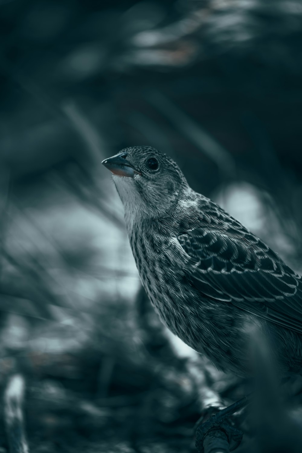 brown and black bird in close up photography