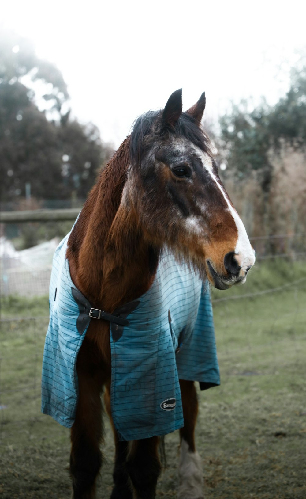 cheval brun et blanc sur le champ d’herbe verte pendant la journée