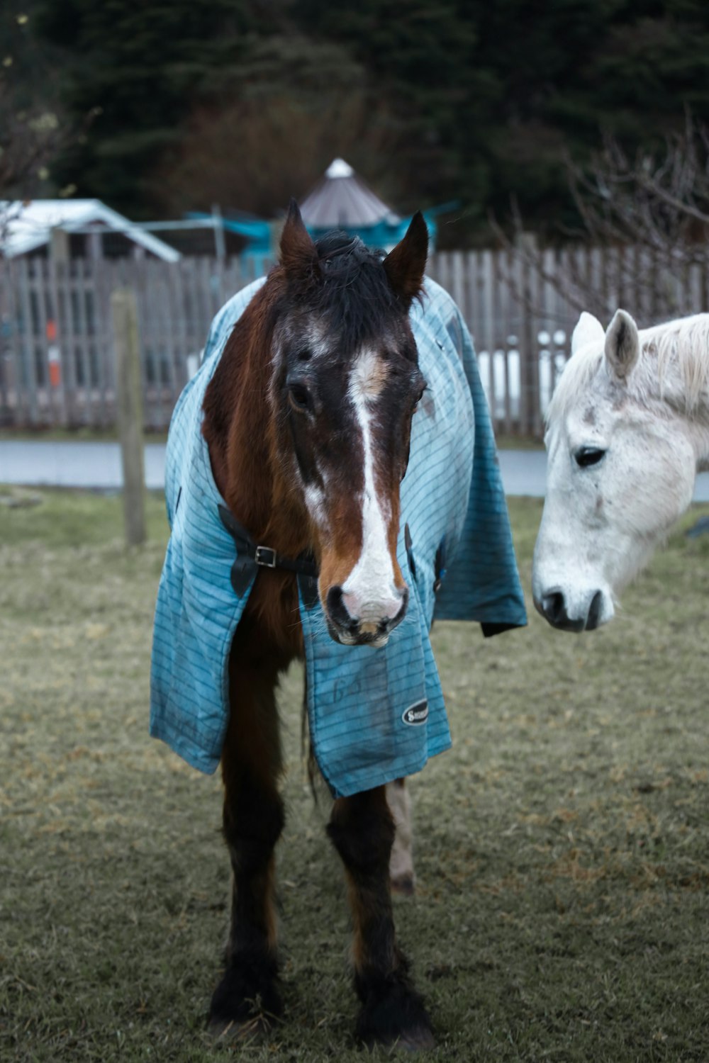 white and brown horse standing on green grass field during daytime