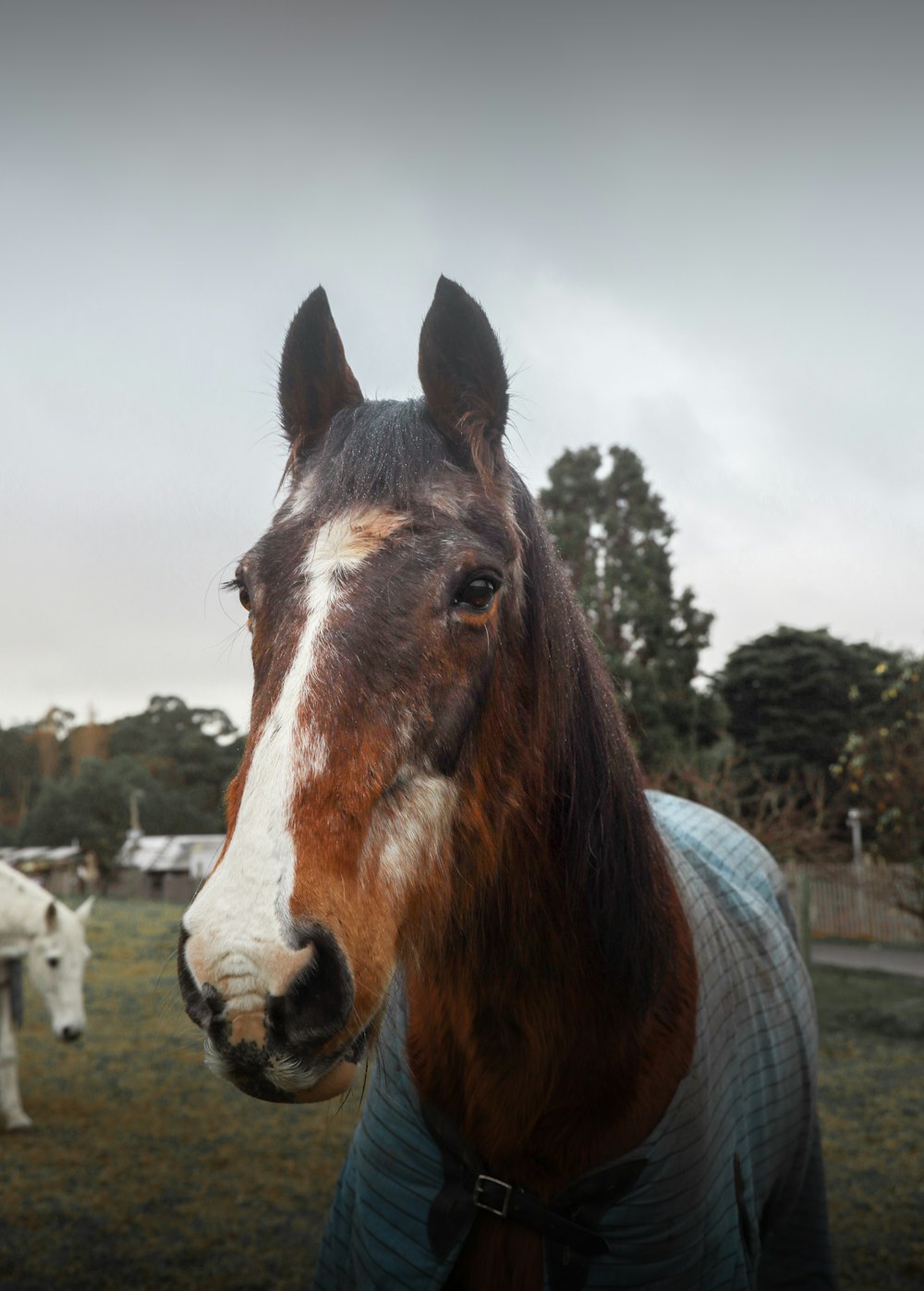 cavallo marrone e bianco sul campo durante il giorno