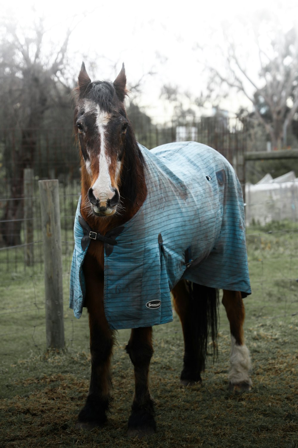 Braun-weißes Pferd in blauer Jeansjacke