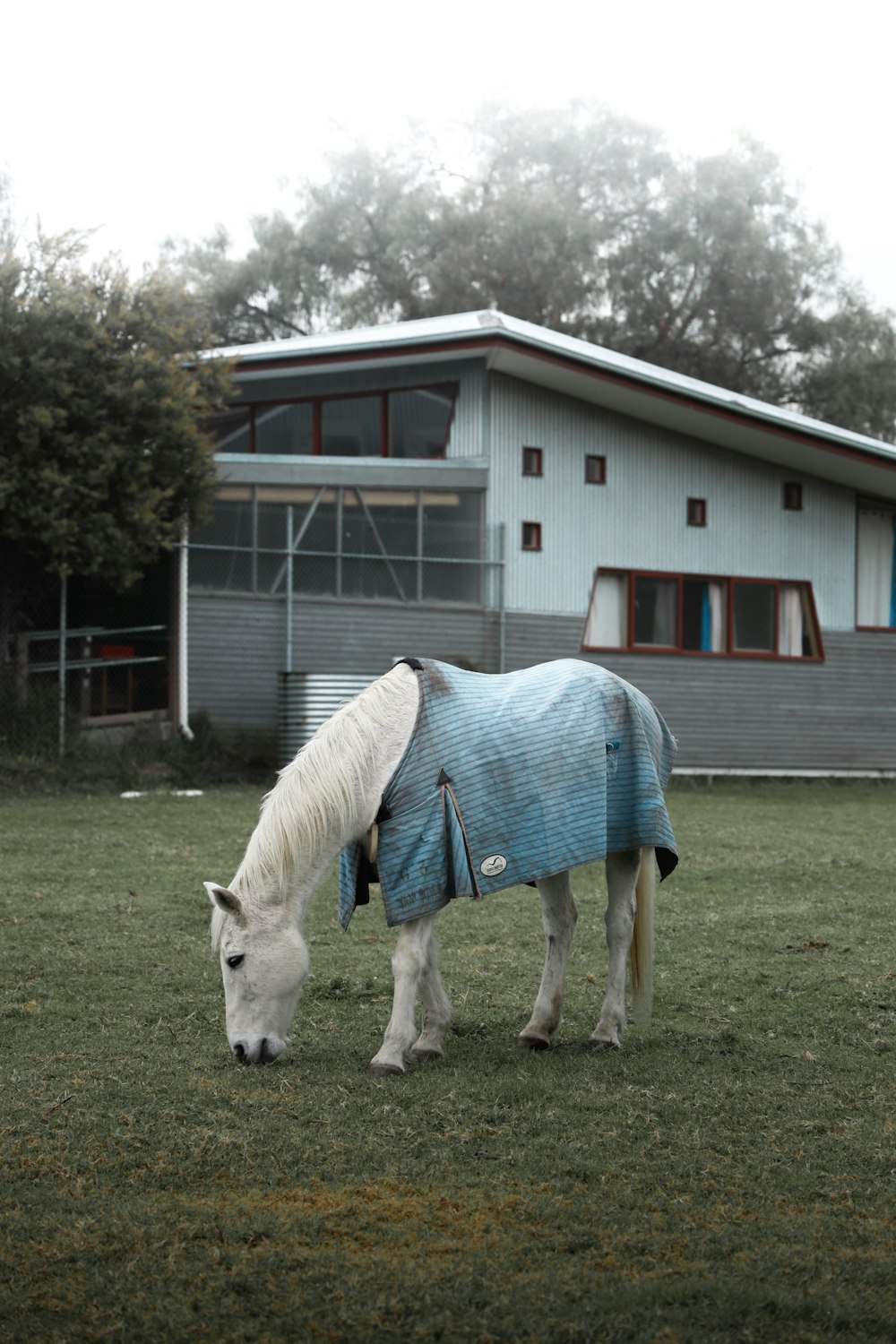 caballo blanco con vestido azul de pie en el campo de hierba verde durante el día
