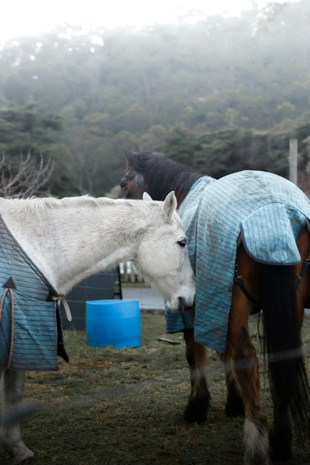 Caballo blanco parado en el campo de hierba marrón durante el día