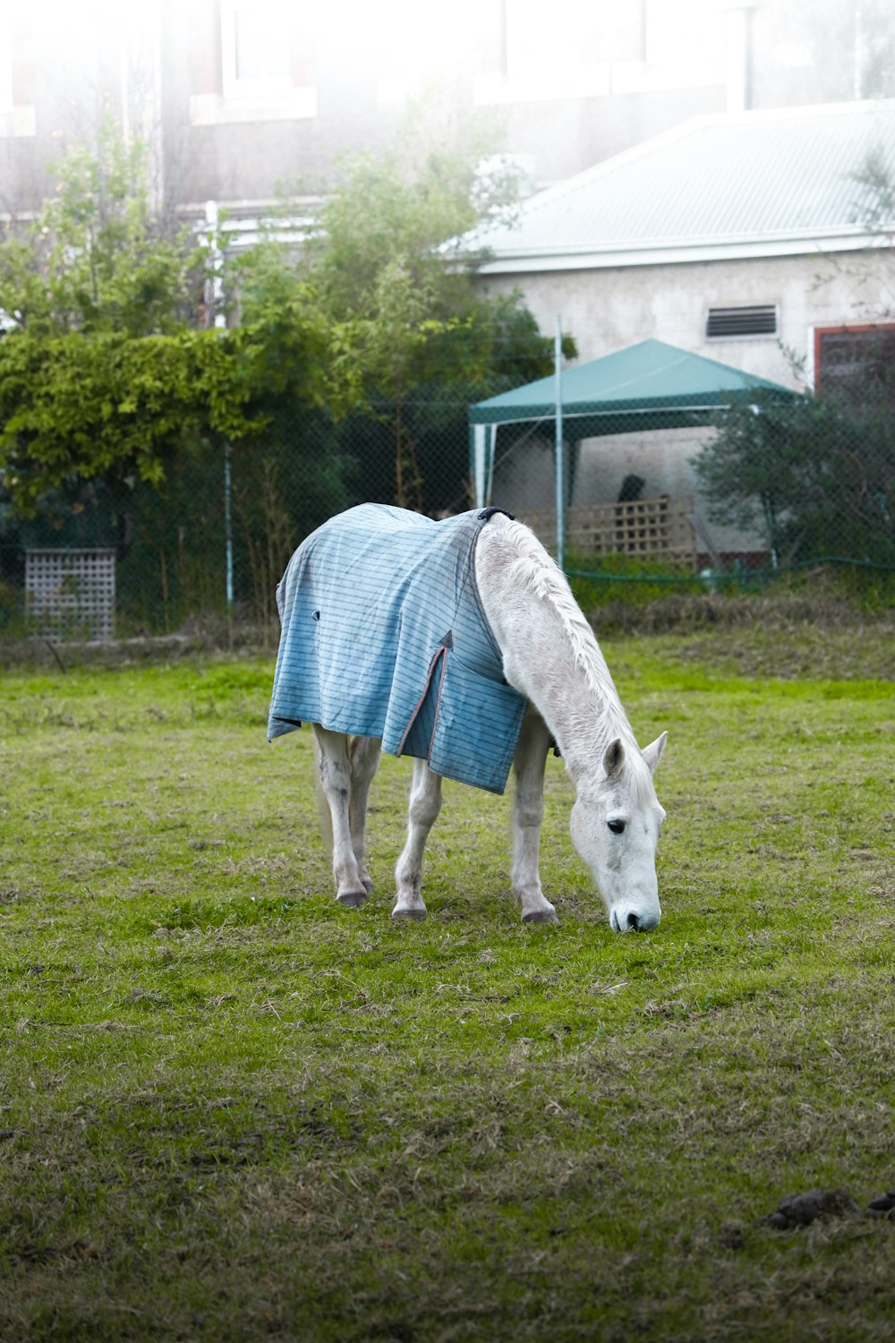 Weißes Pferd tagsüber auf grünem Rasen