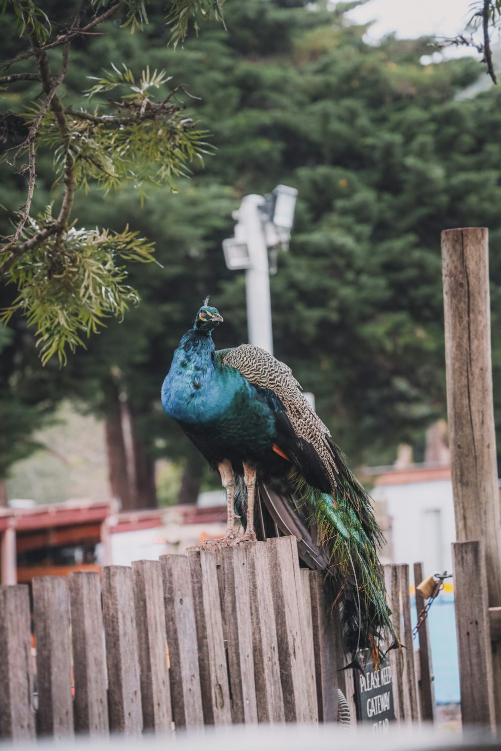 peacock on wooden fence during daytime