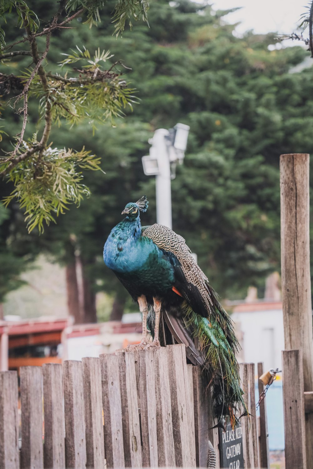 pavo real azul en la cerca de madera marrón durante el día