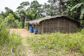 A rustic hut made of wooden sticks and thatched roof is surrounded by dense tropical vegetation. Two blue plastic barrels are placed outside the structure on a dirt clearing. Tall green grass and various trees are abundant in the area.