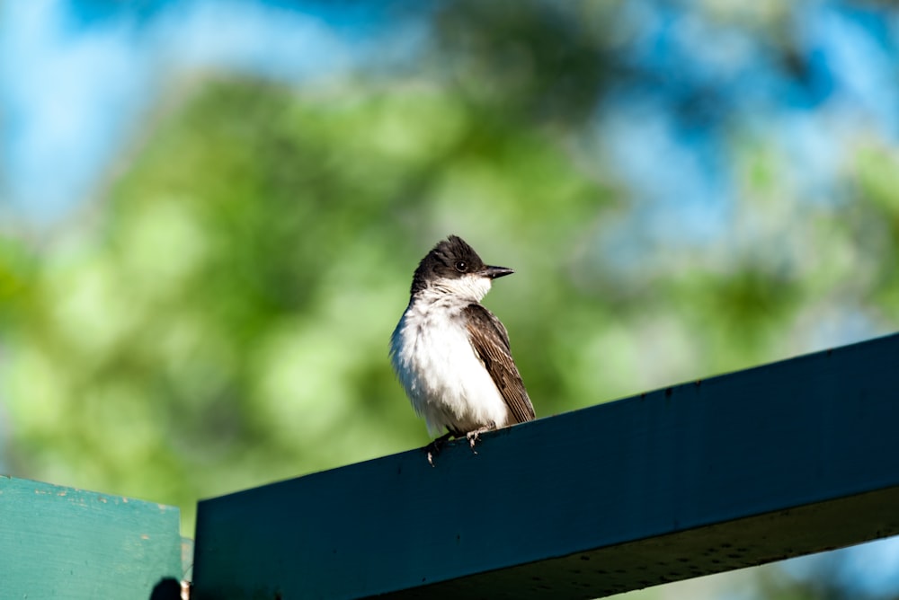 white and black bird on brown wooden fence during daytime