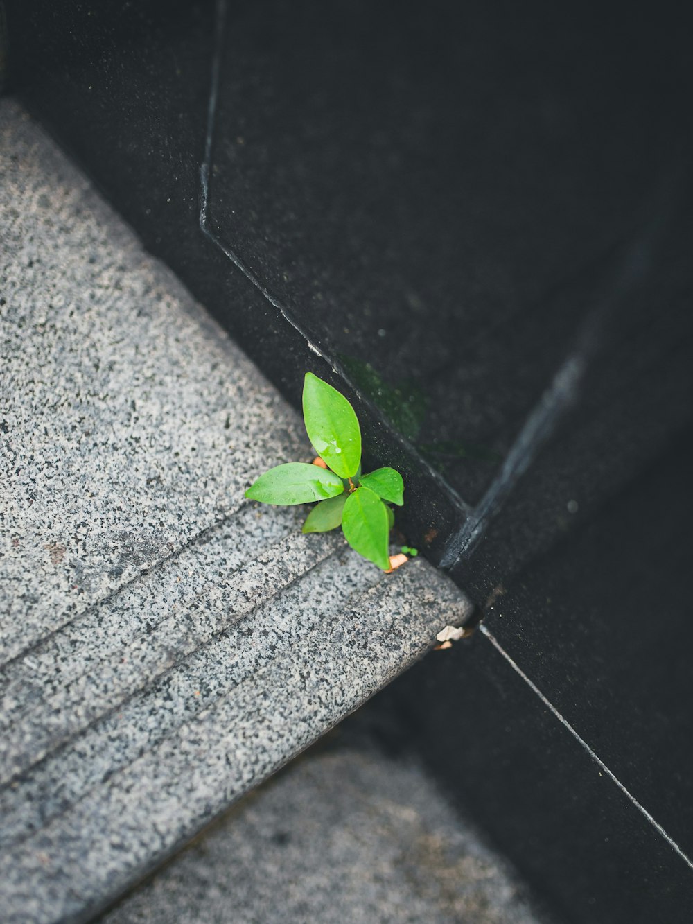 hoja verde sobre piso de concreto gris