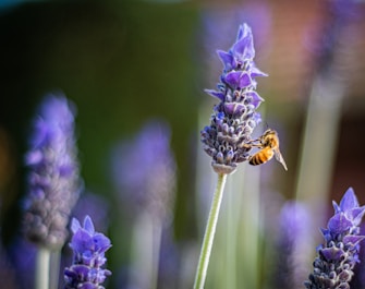 purple flower in tilt shift lens